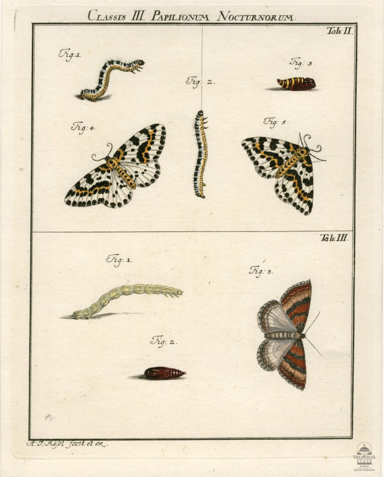 Classis III Papilionum Nocturnorum (Moth)