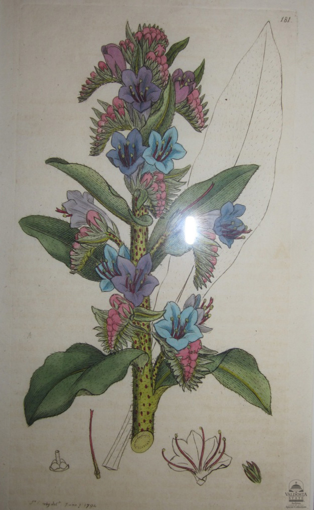 Botanical 181 by Sowerby
