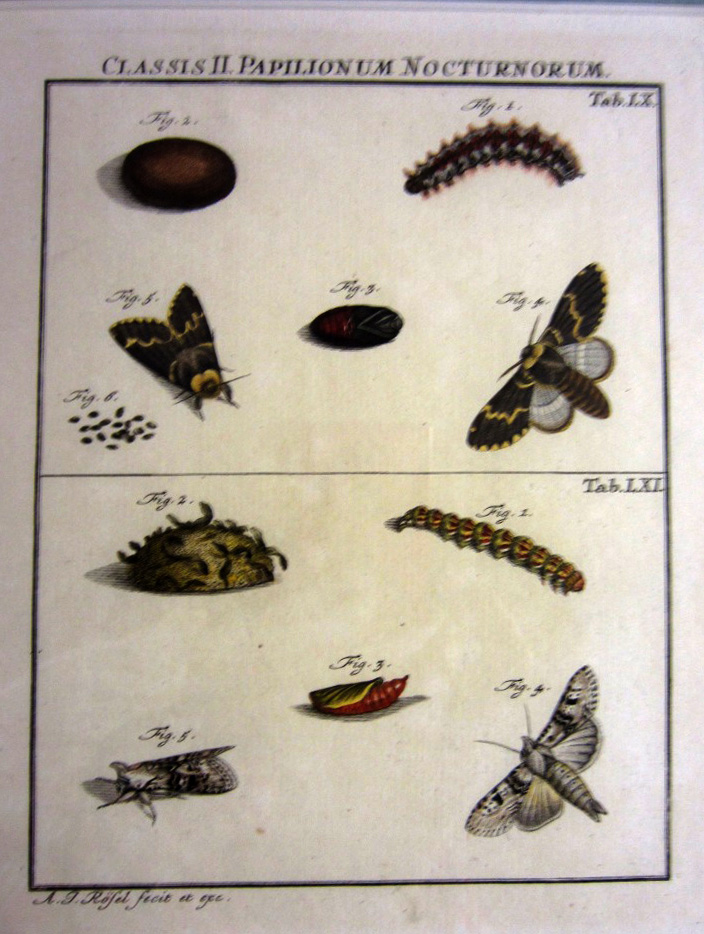 Classis II Papilionum Nocturnum 1750