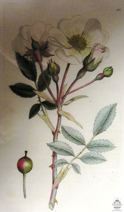 ROSA arvensis (White Dog-rose)