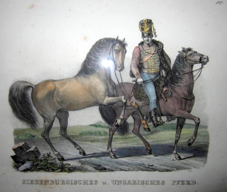 Siebenbürgisches u. Ungarisches Pferd (Transylvanian and Hungarian Horse)