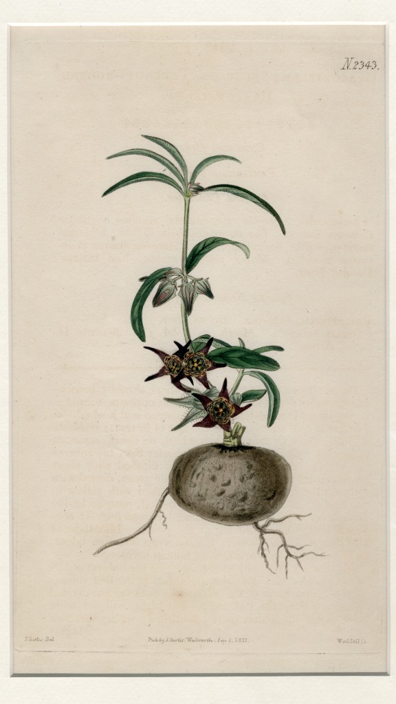 AFTB 85-3: Botanical N. 2343