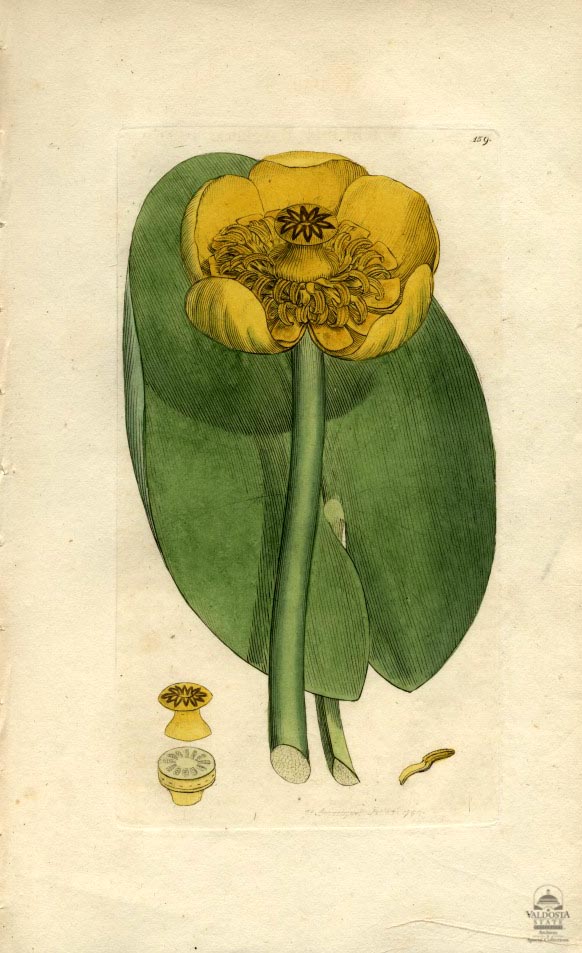 NYMPHEA lutea (Yellow Water-lilly)