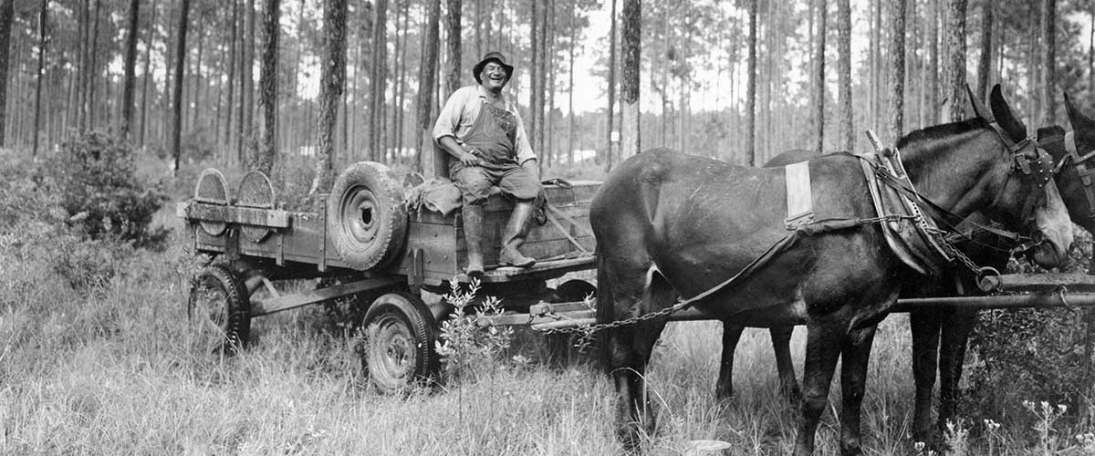 A turpentine worker on a Gum wagon in the piney woods