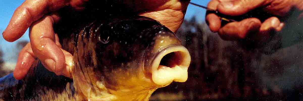 Close up of a suckerfish in a net.
