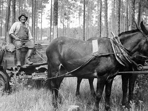 A jolly looking turpentine worker sits on a horse drawn wagon in the piney woods.