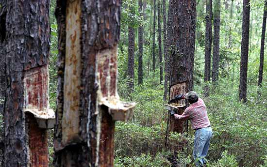 A turpentine worker collects sap from a pine tree.