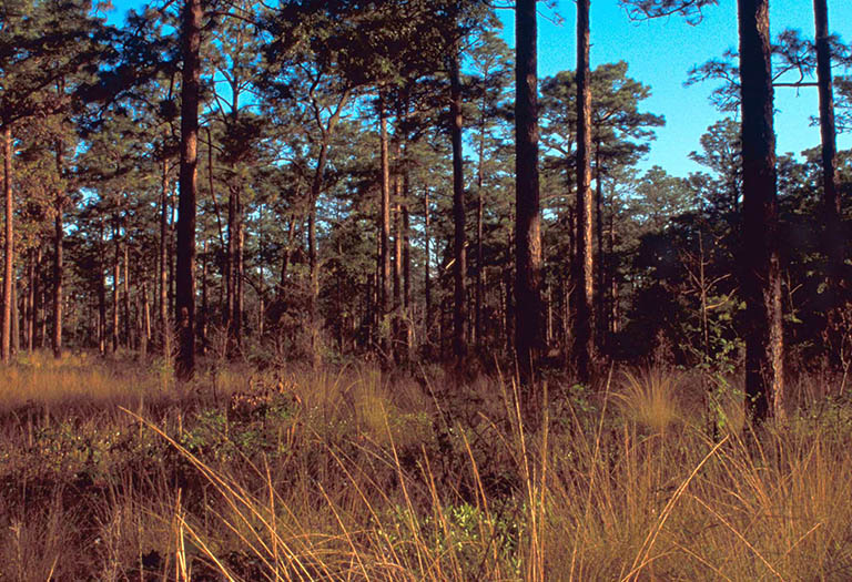 Pinetrees and Wiregrass Forest.
