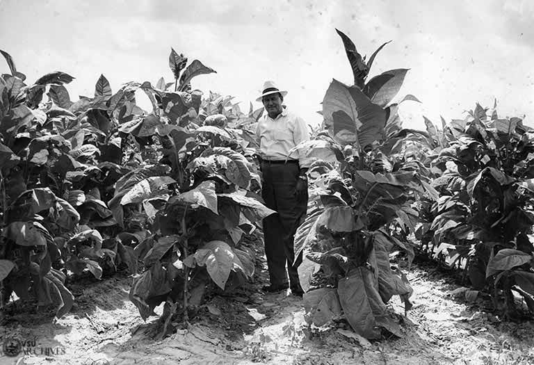 A man stands in a field of high tobacco.