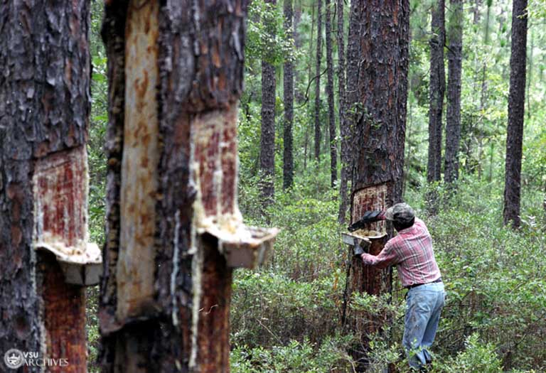 A man collects sap from a pine tree.