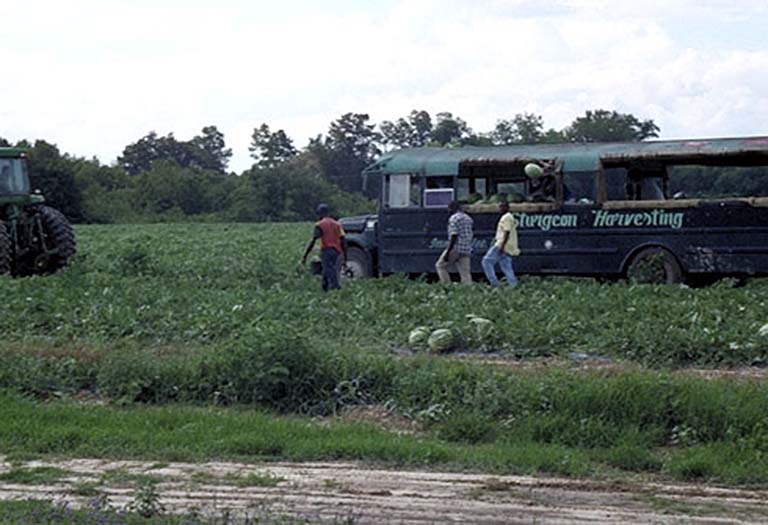 Workers pick watermelons in a field.