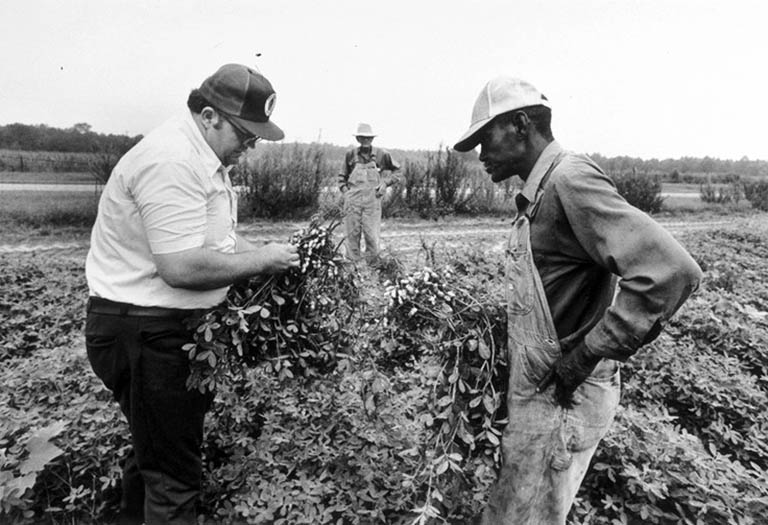 Three men examine peanuts in a field.