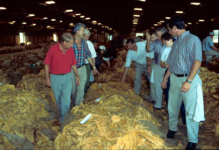 People examine piles of tobacco