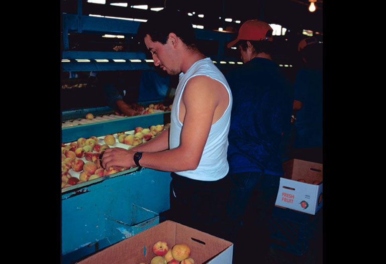 Workers box peaches.