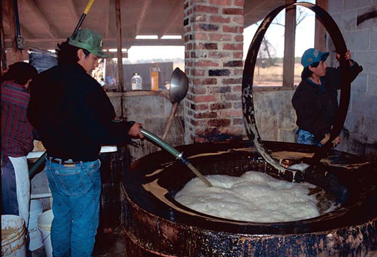 Worker fill a large caldroun with unprocess cane syrup.