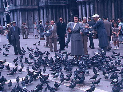 Pigeons in St. Mark's Square, Venice.