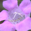 Purple False Foxglove