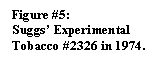 Text Box: Figure #5:
Suggs� Experimental Tobacco #2326 in 1974.
