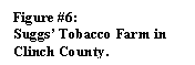 Text Box: Figure #6:
Suggs� Tobacco Farm in Clinch County.
