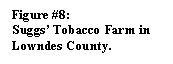 Text Box: Figure #8:
Suggs’ Tobacco Farm in Lowndes County.
